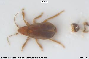  ( - NOHET593)  @11 [ ] Creative Commons  Attribution Non-Commercial Share-Alike (2063) NTNU University Museum, Department of Natural History NTNU University Museum, Department of Natural History