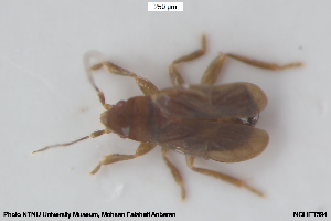  ( - NOHET594)  @11 [ ] Creative Commons  Attribution Non-Commercial Share-Alike (2064) NTNU University Museum, Department of Natural History NTNU University Museum, Department of Natural History