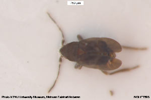  ( - NOHET595)  @11 [ ] Creative Commons  Attribution Non-Commercial Share-Alike (2065) NTNU University Museum, Department of Natural History NTNU University Museum, Department of Natural History