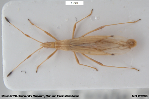  ( - NOHET600)  @11 [ ] Creative Commons  Attribution Non-Commercial Share-Alike (2070) NTNU University Museum, Department of Natural History NTNU University Museum, Department of Natural History