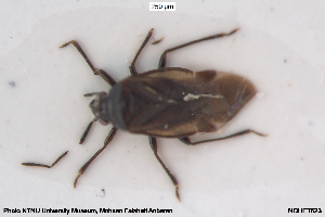  ( - NOHET623)  @11 [ ] Creative Commons  Attribution Non-Commercial Share-Alike (2093) NTNU University Museum, Department of Natural History NTNU University Museum, Department of Natural History