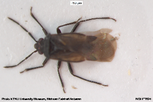  ( - NOHET624)  @11 [ ] Creative Commons  Attribution Non-Commercial Share-Alike (2094) NTNU University Museum, Department of Natural History NTNU University Museum, Department of Natural History