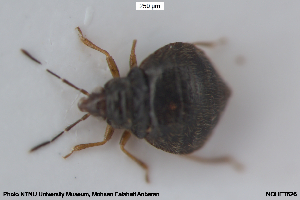  ( - NOHET626)  @11 [ ] Creative Commons  Attribution Non-Commercial Share-Alike (2096) NTNU University Museum, Department of Natural History NTNU University Museum, Department of Natural History