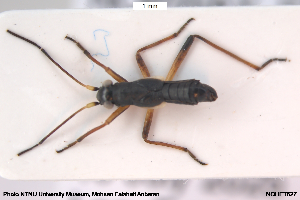  ( - NOHET627)  @11 [ ] Creative Commons  Attribution Non-Commercial Share-Alike (2097) NTNU University Museum, Department of Natural History NTNU University Museum, Department of Natural History