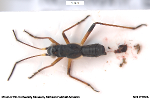  ( - NOHET628)  @11 [ ] Creative Commons  Attribution Non-Commercial Share-Alike (2098) NTNU University Museum, Department of Natural History NTNU University Museum, Department of Natural History