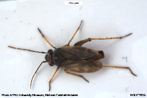  ( - NOHET633)  @11 [ ] Creative Commons  Attribution Non-Commercial Share-Alike (2103) NTNU University Museum, Department of Natural History NTNU University Museum, Department of Natural History