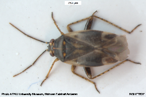  ( - NOHET637)  @11 [ ] Creative Commons  Attribution Non-Commercial Share-Alike (2107) NTNU University Museum, Department of Natural History NTNU University Museum, Department of Natural History