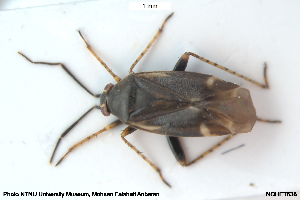  ( - NOHET638)  @11 [ ] Creative Commons  Attribution Non-Commercial Share-Alike (2108) NTNU University Museum, Department of Natural History NTNU University Museum, Department of Natural History