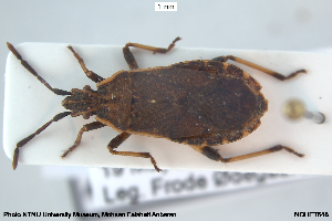  ( - NOHET648)  @11 [ ] Creative Commons  Attribution Non-Commercial Share-Alike (2118) NTNU University Museum, Department of Natural History NTNU University Museum, Department of Natural History