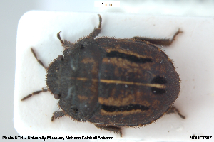  ( - NOHET667)  @11 [ ] Creative Commons  Attribution Non-Commercial Share-Alike (2042) NTNU University Museum, Department of Natural History NTNU University Museum, Department of Natural History