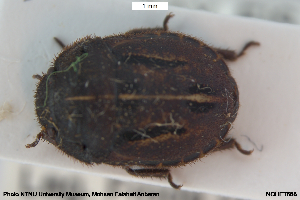  ( - NOHET668)  @11 [ ] Creative Commons  Attribution Non-Commercial Share-Alike (2043) NTNU University Museum, Department of Natural History NTNU University Museum, Department of Natural History