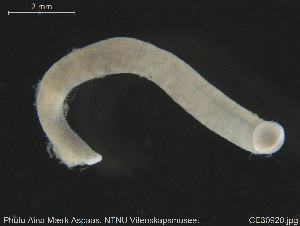  (Erpobdella monostriata - CE30920)  @11 [ ] Creative Commons  Attribution Non-Commercial Share-Alike (2019) NTNU University Museum, Department of Natural History NTNU University Museum, Department of Natural History