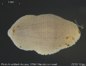  ( - CE32112)  @11 [ ] Creative Commons  Attribution Non-Commercial Share-Alike (2019) NTNU University Museum, Department of Natural History NTNU University Museum, Department of Natural History