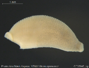  ( - CE33045)  @11 [ ] Creative Commons  Attribution Non-Commercial Share-Alike (2019) NTNU University Museum, Department of Natural History NTNU University Museum, Department of Natural History