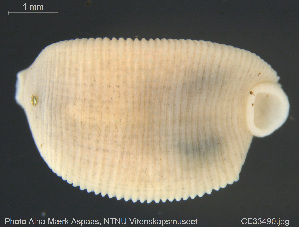  ( - CE33490)  @11 [ ] Creative Commons  Attribution Non-Commercial Share-Alike (2019) NTNU University Museum, Department of Natural History NTNU University Museum, Department of Natural History