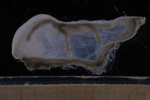  ( - NH0400)  @11 [ ] by-nc-sa (2019) Luis Martell University Museum of Bergen, Natural History Collections