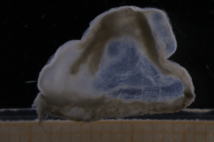  ( - NH0401)  @11 [ ] by-nc-sa (2019) Luis Martell University Museum of Bergen, Natural History Collections