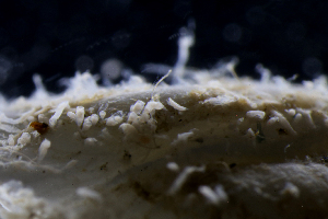  ( - NH0754)  @11 [ ] by-nc-sa (2021) Luis Martell University Museum of Bergen, Natural History Collections