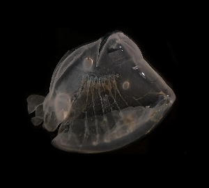  ( - NH1226)  @11 [ ] by-nc-sa (2022) Luis Martell University Museum of Bergen, Natural History Collections