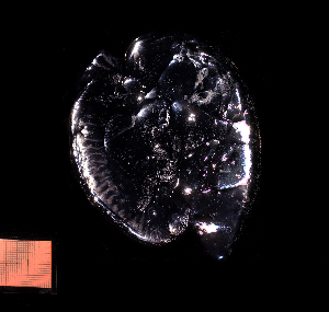  ( - NH1231)  @11 [ ] by-nc-sa (2022) Luis Martell University Museum of Bergen, Natural History Collections