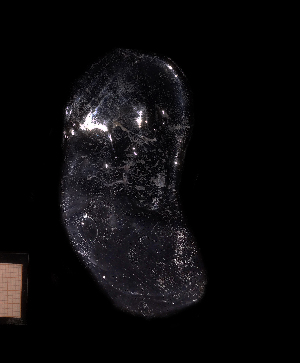  ( - NH1234)  @11 [ ] by-nc-sa (2022) Luis Martell University Museum of Bergen, Natural History Collections