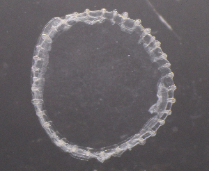  (Solmarisidae - NH1243)  @11 [ ] by-nc-sa (2022) Luis Martell University Museum of Bergen, Natural History Collections
