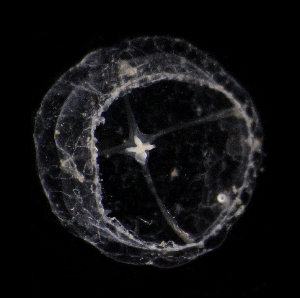  ( - NH1289)  @11 [ ] by-nc-sa (2022) Luis Martell University Museum of Bergen, Natural History Collections