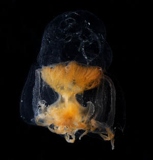  ( - NH1292)  @11 [ ] by-nc-sa (2022) Luis Martell University Museum of Bergen, Natural History Collections