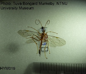  ( - HYM019)  @11 [ ] CreativeCommons - Attribution Share-Alike (2019) NTNU University Museum, Department of Natural History NTNU University Museum, Department of Natural History