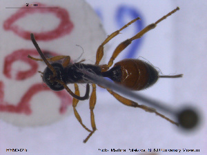  ( - HYM042)  @11 [ ] CreativeCommons - Attribution Share-Alike (2019) NTNU University Museum, Department of Natural History NTNU University Museum, Department of Natural History
