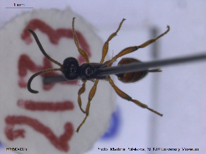  ( - HYM043)  @11 [ ] CreativeCommons - Attribution Share-Alike (2019) NTNU University Museum, Department of Natural History NTNU University Museum, Department of Natural History