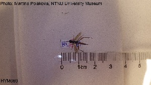  ( - HYM069)  @11 [ ] CreativeCommons - Attribution Share-Alike (2019) NTNU University Museum, Department of Natural History NTNU University Museum, Department of Natural History