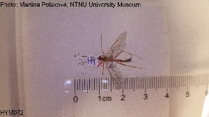  ( - HYM072)  @11 [ ] CreativeCommons - Attribution Share-Alike (2019) NTNU University Museum, Department of Natural History NTNU University Museum, Department of Natural History