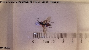  ( - HYM082)  @11 [ ] CreativeCommons - Attribution Share-Alike (2019) NTNU University Museum, Department of Natural History NTNU University Museum, Department of Natural History
