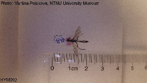  ( - HYM092)  @11 [ ] CreativeCommons - Attribution Share-Alike (2019) NTNU University Museum, Department of Natural History NTNU University Museum, Department of Natural History