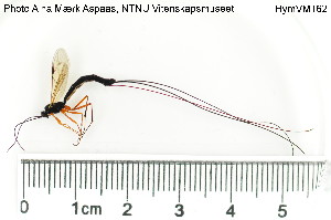  ( - HymVM162)  @13 [ ] CreativeCommons - Attribution Non-Commercial Share-Alike (2015) NTNU University Museum, Department of Natural History NTNU University Museum, Department of Natural History