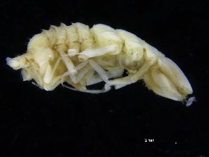  (Ilyarachna cf. hirticeps - ZMBN_106450)  @11 [ ] CreativeCommons - Attribution Non-Commercial Share-Alike (2017) University of Bergen Natural History Collections