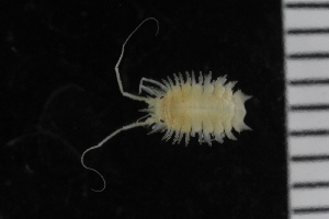  ( - ZMBN_106476)  @11 [ ] CreativeCommons - Attribution Non-Commercial Share-Alike (2017) University of Bergen Natural History Collections