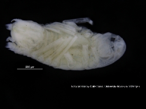  (Eurycope cf. dahli - ZMBN_120407)  @11 [ ] CreativeCommons - Attribution Non-Commercial Share-Alike (2017) University of Bergen Natural History Collections