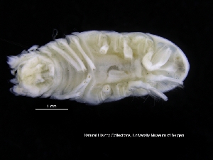  ( - ZMBN_120408)  @11 [ ] CreativeCommons - Attribution Non-Commercial Share-Alike (2017) University of Bergen Natural History Collections