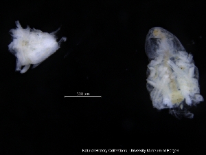  (Eurycope sp. MD2 - ZMBN_120412)  @11 [ ] CreativeCommons - Attribution Non-Commercial Share-Alike (2017) University of Bergen Natural History Collections