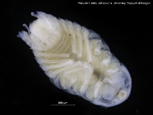  ( - ZMBN_120413)  @11 [ ] CreativeCommons - Attribution Non-Commercial Share-Alike (2017) University of Bergen Natural History Collections