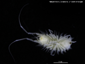  ( - ZMBN_120450)  @11 [ ] CreativeCommons - Attribution Non-Commercial Share-Alike (2017) University of Bergen Natural History Collections