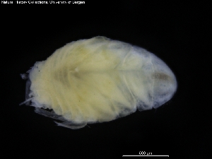  ( - ZMBN_120453)  @11 [ ] CreativeCommons - Attribution Non-Commercial Share-Alike (2017) University of Bergen Natural History Collections