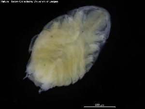 ( - ZMBN_120453)  @11 [ ] CreativeCommons - Attribution Non-Commercial Share-Alike (2017) University of Bergen Natural History Collections