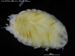  ( - ZMBN_120456)  @11 [ ] CreativeCommons - Attribution Non-Commercial Share-Alike (2017) University of Bergen Natural History Collections