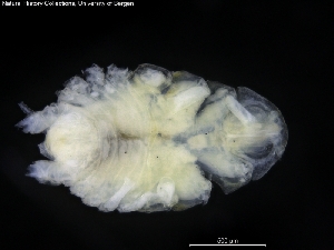  ( - ZMBN_120470)  @11 [ ] CreativeCommons - Attribution Non-Commercial Share-Alike (2017) University of Bergen Natural History Collections
