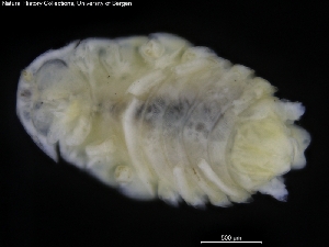  ( - ZMBN_120472)  @11 [ ] CreativeCommons - Attribution Non-Commercial Share-Alike (2017) University of Bergen Natural History Collections