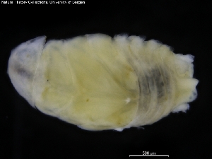  ( - ZMBN_120472)  @11 [ ] CreativeCommons - Attribution Non-Commercial Share-Alike (2017) University of Bergen Natural History Collections