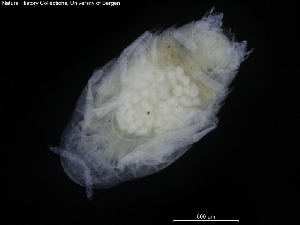  ( - ZMBN_120473)  @11 [ ] CreativeCommons - Attribution Non-Commercial Share-Alike (2017) University of Bergen Natural History Collections